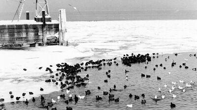 Seegfrörni 1963: Futterloch für Wasservögel im Hafen Rorschach