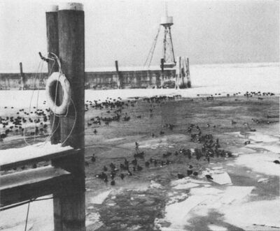 Seegfroerni 1963: Eisloch für Wasservögel im Hafen Rorschach. Photo: AlbertUhlig