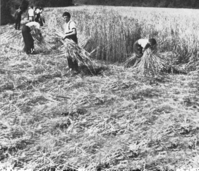 Kornernte während des Zweiten Weltkrieges im Schuppis. Hier befindet sich heute das Kieswerk der A. Gerschwiler & Co AG.